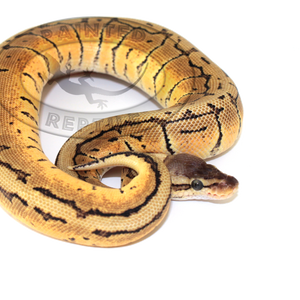 Lemonblast Ball Python