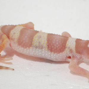 Leopard Geckos -Albino