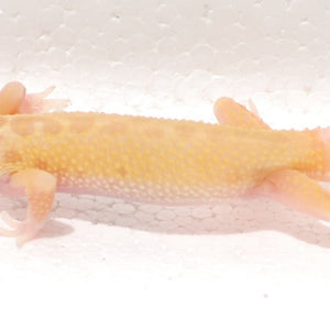 Leopard Gecko -Albino Leucistic