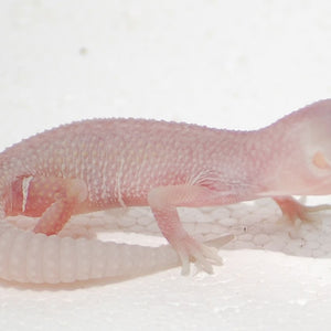 Leopard Gecko - Blizzard