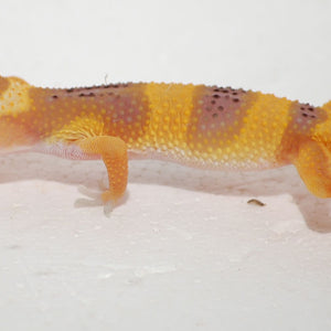 Leopard Gecko - High Color