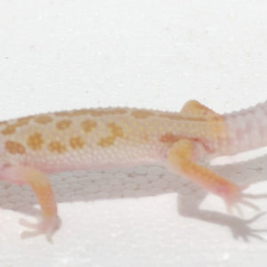 Leopard Gecko - Leucistic