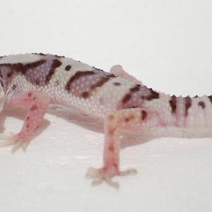 Leopard Gecko - Mack Snow Jungle