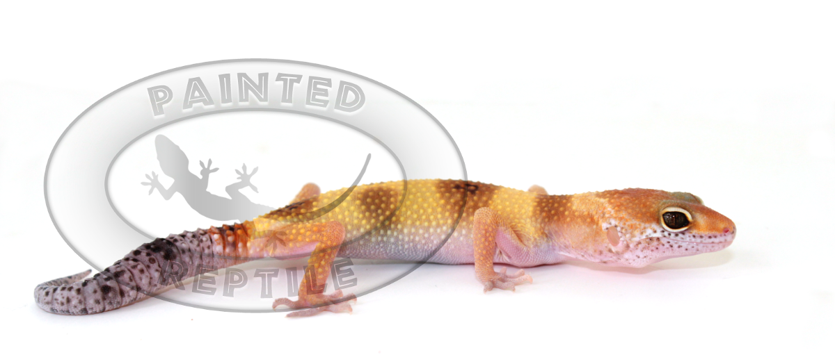 Leopard Gecko - Enigma - The Painted Reptile