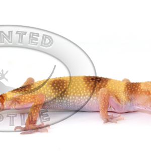 Leopard Gecko - Enigma