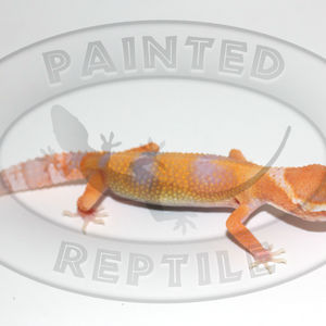 Leopard Gecko - Hybino