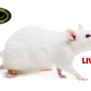 RAT LIVE