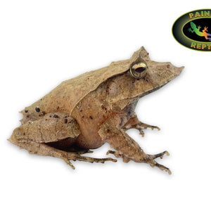 Solomon Island Leaf Frog