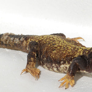 Mali Uromastyx