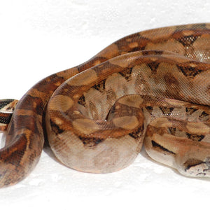 Nicaraguan Boa