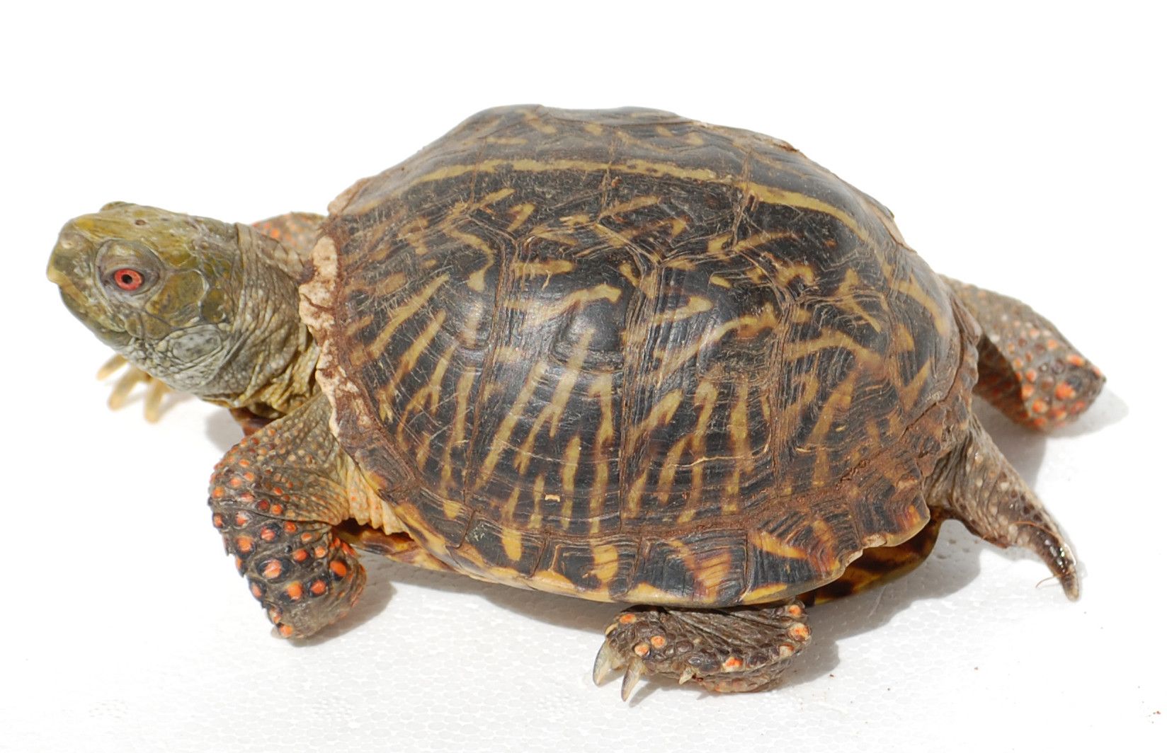 Ornate Box Turtle - The Painted Reptile