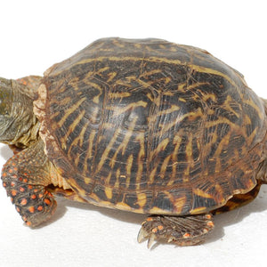 Ornate Box Turtle