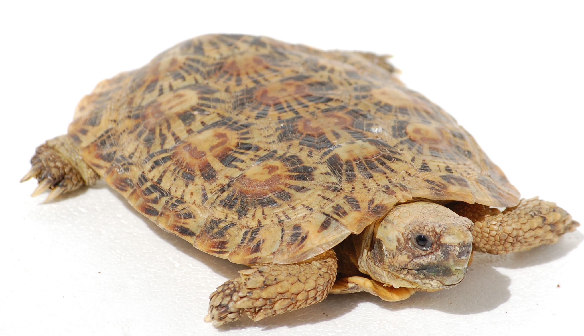Pancake Tortoise - The Painted Reptile