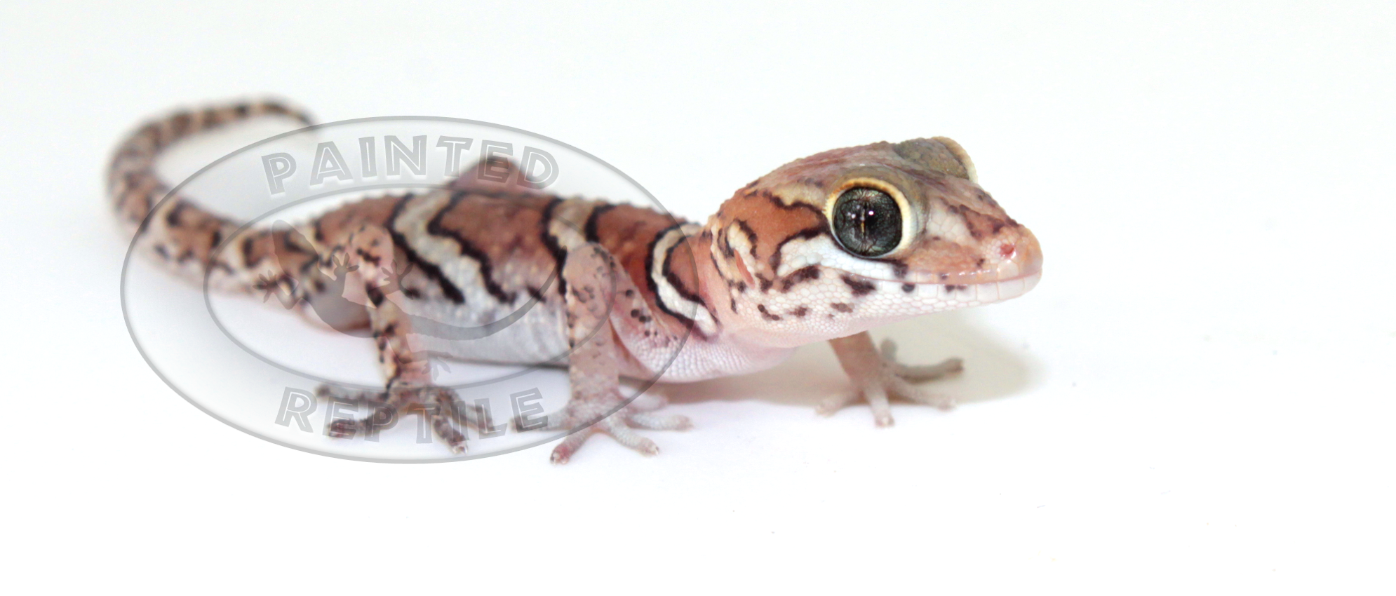 Panther Gecko - The Painted Reptile