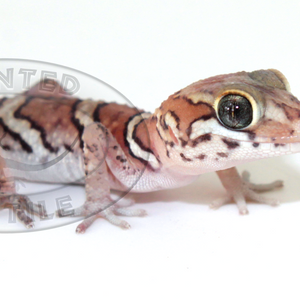 Panther Gecko