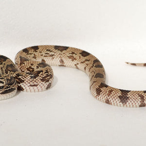 Northern Pine Snake