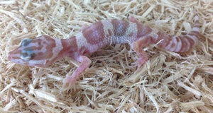 Albino Leopard Geckos