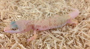 Albino Leucistic Leopard Gecko