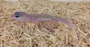 Blizzard Leopard Gecko
