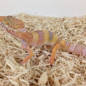 Albino Leopard Geckos