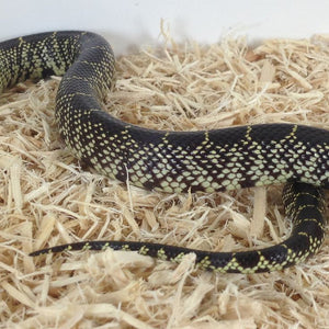 Splendida Kingsnake