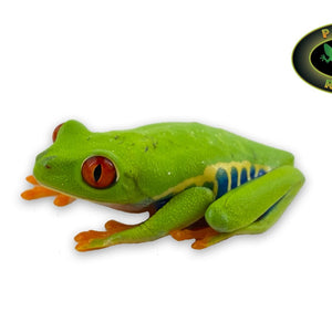 Red Eye Tree Frog