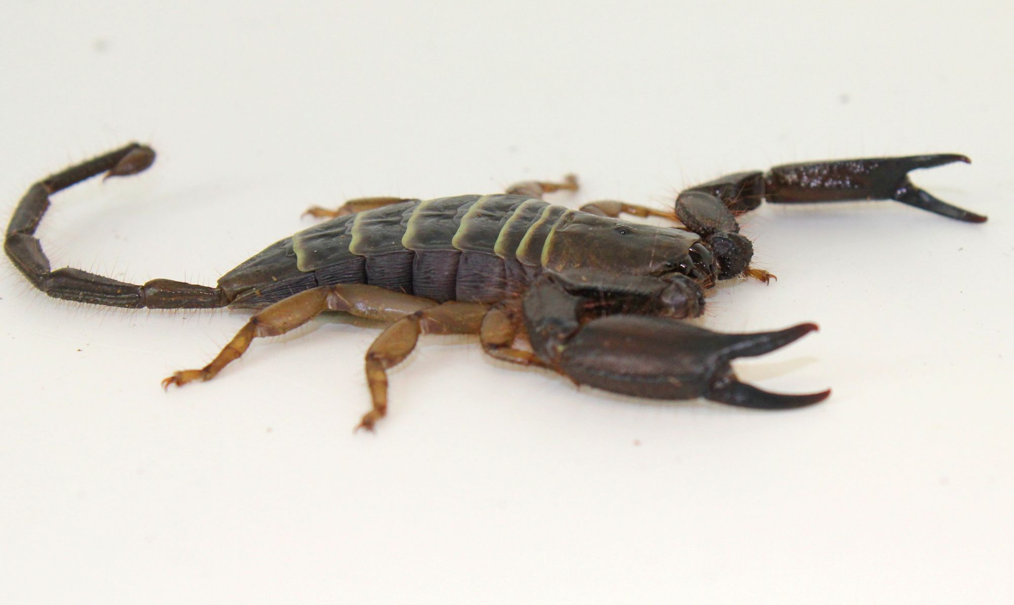 African Flat Rock Scorpion - The Painted Reptile