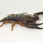African Flat Rock Scorpion