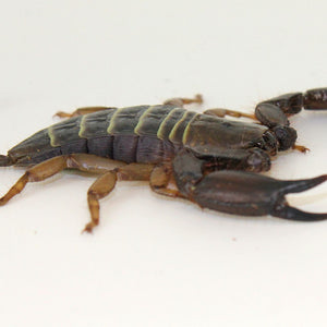 African Flat Rock Scorpion