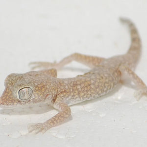 Short Fingered Gecko