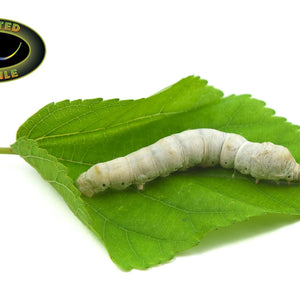 SILKWORMS