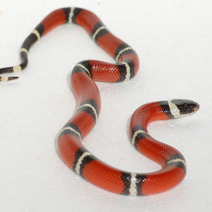 Sinaloan Milksnake