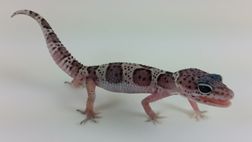 Leopard Gecko -Snow