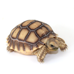 African Spurred Tortoise (Sulcata)
