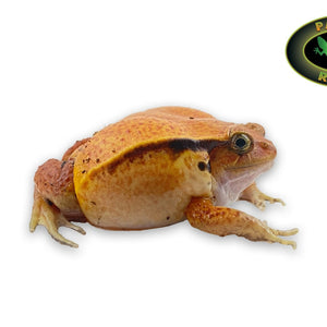 Tomato Frog