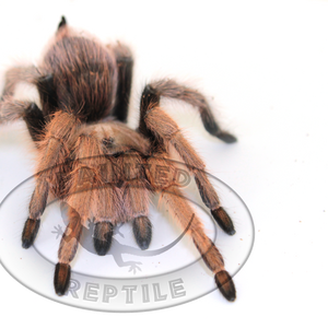 Tucson Blonde Tarantula