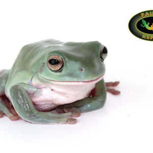 White's Tree Frog