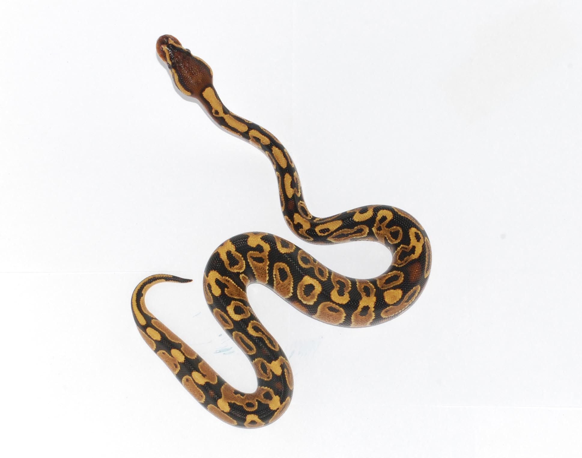 Ball Python - The Painted Reptile