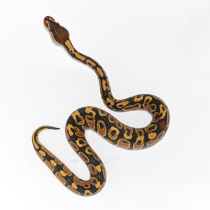 Ball Python