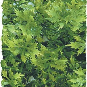 Zoo Med Australian Maple Bush Plants