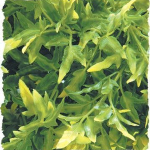 Zoo Med Bolivian Croton Bush Plants