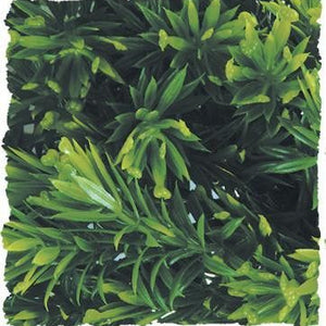 Zoo Med Borneo Star Bush Plant