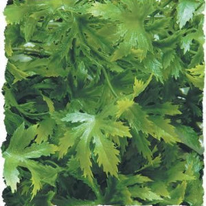 Zoo Med Cannabis Bush Plant