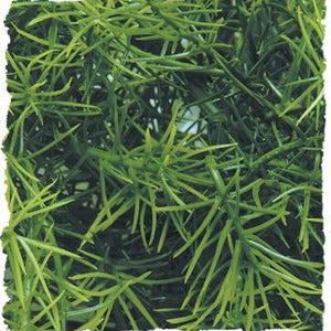 Zoo Med Cashuarina Bush Plant