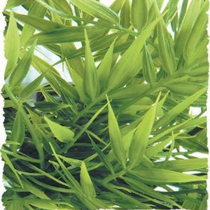 Zoo Med Madagascar Bamboo Bush Plant