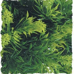 Zoo Med Malaysian Fern Bush Plant