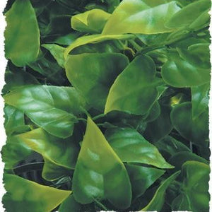 Zoo Med Mexican Phyllo Bush Plant